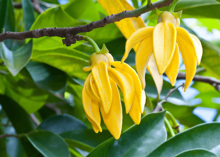 Fleurs d'Ylang ylang
