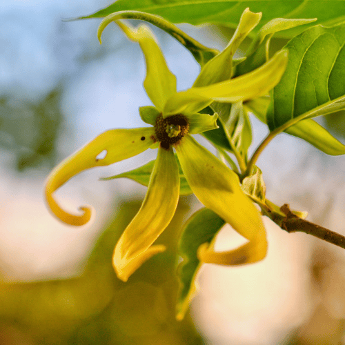 Ylang Ylang