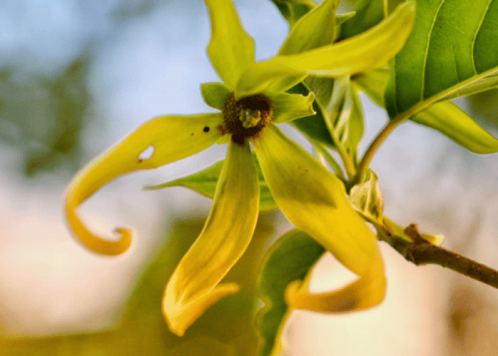 Ylang Ylang Ylang Ylang